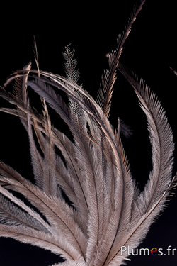 Emu - 23-28 cm - natur